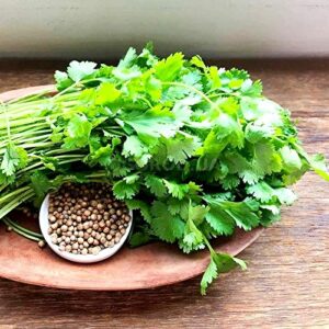 Coriander Cilantro Magnum Seeds for Planting Herb Garden 500+ Seeds