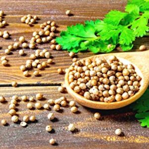 Coriander Cilantro Magnum Seeds for Planting Herb Garden 500+ Seeds