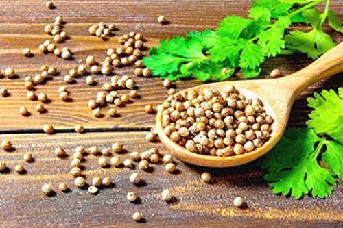 Coriander Cilantro Magnum Seeds for Planting Herb Garden 500+ Seeds