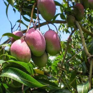chuxay garden pink green mango fruit seed 2 seeds tropical tree edible fruit gardening gifts holiday gift