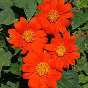 qauzuy garden – 50 red mexican sunflower seeds tithonia speciosa red torch, striking flower for garden, outdoor and indoor, attract pollinators, great for cut flower