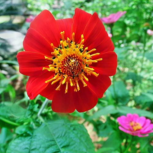 QAUZUY GARDEN - 50 Red Mexican Sunflower Seeds Tithonia Speciosa Red Torch, Striking Flower for Garden, Outdoor and Indoor, Attract Pollinators, Great for Cut Flower