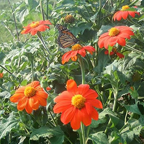 QAUZUY GARDEN - 50 Red Mexican Sunflower Seeds Tithonia Speciosa Red Torch, Striking Flower for Garden, Outdoor and Indoor, Attract Pollinators, Great for Cut Flower