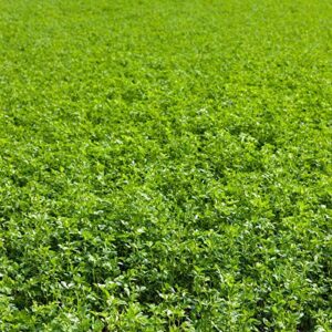 non-gmo alfalfa seeds – 1 lbs – high germination, conventional seed – gardening, cover crop, field growing, food storage & more