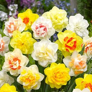 qauzuy garden fresh 100pcs mixed double petals narcissus daffodil flower seeds perennial flower showy plant drought tolerant easy to grow attract pollinators
