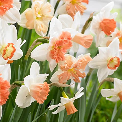 QAUZUY GARDEN Fresh 100pcs Mixed Double Petals Narcissus Daffodil Flower Seeds Perennial Flower Showy Plant Drought Tolerant Easy to Grow Attract Pollinators