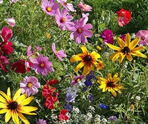 david’s garden seeds flower cottage garden mix 4134 (multi) 200 non-gmo, heirloom seeds