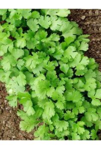 cilantro seeds for planting-slow bolt,香菜.non gmo seeds for sprouting,herb seeds for planting home garden and hydroponic pods(100 slow bolt cilantro seeds for planting,1g) usa