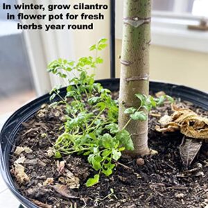 Cilantro Seeds for Planting-Slow Bolt,香菜.Non GMO Seeds for Sprouting,Herb Seeds for Planting Home Garden and Hydroponic Pods(100 Slow Bolt Cilantro Seeds for Planting,1g) USA