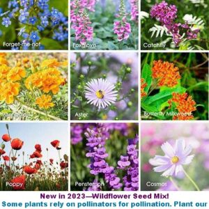 Cilantro Seeds for Planting-Slow Bolt,香菜.Non GMO Seeds for Sprouting,Herb Seeds for Planting Home Garden and Hydroponic Pods(100 Slow Bolt Cilantro Seeds for Planting,1g) USA