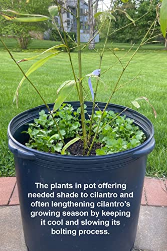 Cilantro Seeds for Planting-Slow Bolt,香菜.Non GMO Seeds for Sprouting,Herb Seeds for Planting Home Garden and Hydroponic Pods(100 Slow Bolt Cilantro Seeds for Planting,1g) USA