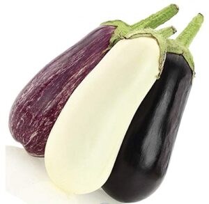 seeds4planting – seeds eggplant aubergine long mix rare thai heirloom vegetable non gmo