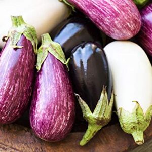 Seeds4planting - Seeds Eggplant Aubergine Long Mix Rare Thai Heirloom Vegetable Non GMO