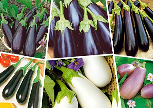 Seeds4planting - Seeds Eggplant Aubergine Long Mix Rare Thai Heirloom Vegetable Non GMO