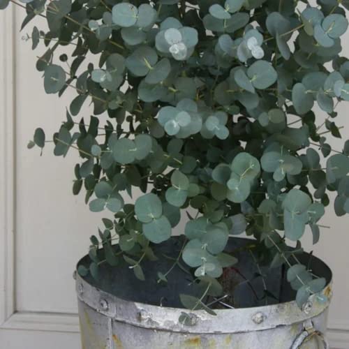 CHUXAY GARDEN 40 Seeds Eucalyptus Pulverulenta,Florist Silver Dollar,Silver-Leaved Mountain Gum Evergreen Tree Striking Landscaping Plant Privacy Screen