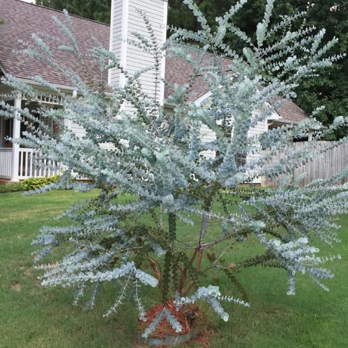 CHUXAY GARDEN 40 Seeds Eucalyptus Pulverulenta,Florist Silver Dollar,Silver-Leaved Mountain Gum Evergreen Tree Striking Landscaping Plant Privacy Screen