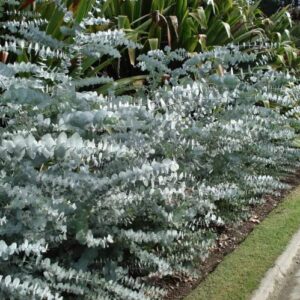 CHUXAY GARDEN 40 Seeds Eucalyptus Pulverulenta,Florist Silver Dollar,Silver-Leaved Mountain Gum Evergreen Tree Striking Landscaping Plant Privacy Screen