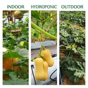 Seedra.US 6 Squash Seeds Variety Pack - 325+ Non GMO, Heirloom Seeds for Indoor Outdoor Home Garden - Summer and Winter Squash Seeds, Zucchini Seeds + Eggplant Seeds