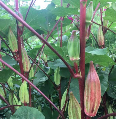 Hill Country Red Okra Seeds for Planting, 100+ Heirloom Seeds Per Packet, (Isla's Garden Seeds), Non GMO Seeds, Botanical Name: Abelmoschus esculentus, Great Home Garden Gift