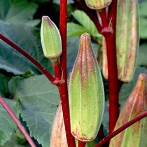 Hill Country Red Okra Seeds for Planting, 100+ Heirloom Seeds Per Packet, (Isla's Garden Seeds), Non GMO Seeds, Botanical Name: Abelmoschus esculentus, Great Home Garden Gift