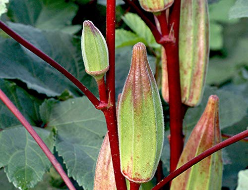 Hill Country Red Okra Seeds for Planting, 100+ Heirloom Seeds Per Packet, (Isla's Garden Seeds), Non GMO Seeds, Botanical Name: Abelmoschus esculentus, Great Home Garden Gift