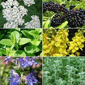 cold & flu season herb garden seed collection – a 6 variety pack of medicinal herb seeds in frozen seed capsules – the very best in long-term seed storage – plant seeds now or save seeds for years