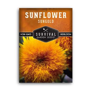 survival garden seeds – dwarf sungold sunflower seed for planting – packet with instructions to plant and grow pom-pom teddy bear flowers in your home vegetable garden – non-gmo heirloom variety