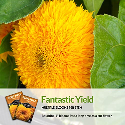 Survival Garden Seeds - Dwarf Sungold Sunflower Seed for Planting - Packet with Instructions to Plant and Grow Pom-Pom Teddy Bear Flowers in Your Home Vegetable Garden - Non-GMO Heirloom Variety