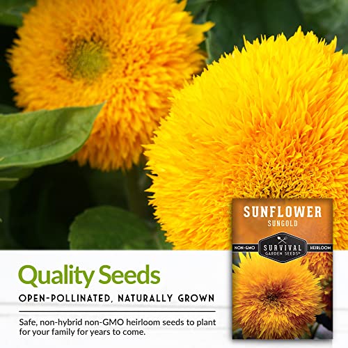 Survival Garden Seeds - Dwarf Sungold Sunflower Seed for Planting - Packet with Instructions to Plant and Grow Pom-Pom Teddy Bear Flowers in Your Home Vegetable Garden - Non-GMO Heirloom Variety