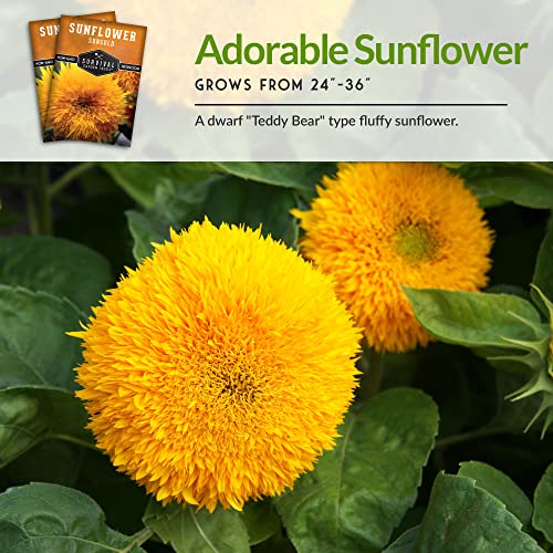 Survival Garden Seeds - Dwarf Sungold Sunflower Seed for Planting - Packet with Instructions to Plant and Grow Pom-Pom Teddy Bear Flowers in Your Home Vegetable Garden - Non-GMO Heirloom Variety