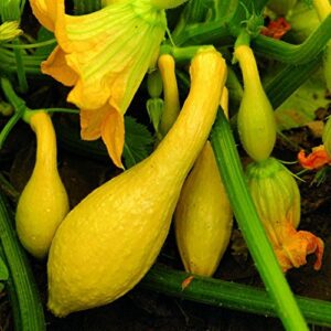 25 yellow crookneck summer squash seeds for planting. non gmo and heirloom. 2.2 grams of seeds. garden vegetable survival
