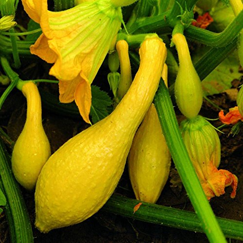 25 Yellow Crookneck Summer Squash Seeds for Planting. Non GMO and Heirloom. 2.2 Grams of Seeds. Garden Vegetable Survival