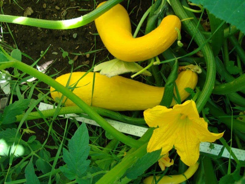 25 Yellow Crookneck Summer Squash Seeds for Planting. Non GMO and Heirloom. 2.2 Grams of Seeds. Garden Vegetable Survival