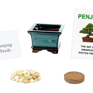 Eve's Garden Juniper Penjing Seed Kit, The Chinese Art of Bonsai. Complete Kit to Grow Chinese Juniper from Seed
