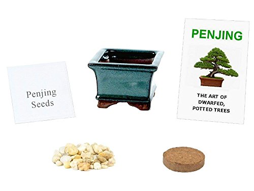 Eve's Garden Juniper Penjing Seed Kit, The Chinese Art of Bonsai. Complete Kit to Grow Chinese Juniper from Seed