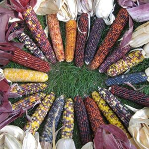 david’s garden seeds popcorn red husk spectrum 7567 (multi) 100 non-gmo, heirloom seeds