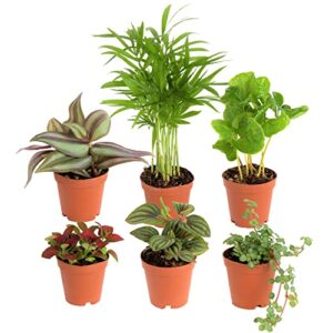 costa farms mini houseplants (6 pack), easy grow live indoor house plants in nursery plant pots, grower’s choice with soil potting mix, potted home décor planter or outdoor garden gift