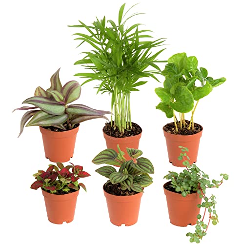 Costa Farms Mini Houseplants (6 Pack), Easy Grow Live Indoor House Plants in Nursery Plant Pots, Grower's Choice with Soil Potting Mix, Potted Home Décor Planter or Outdoor Garden Gift