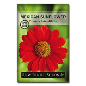 sow right seeds – mexican sunflower seed for planting- full packet with instructions, beautiful non-gmo heirloom flower to plant, wonderful gardening gift (1 packet)