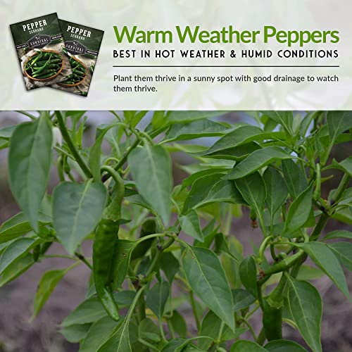 Survival Garden Seeds - Serrano Pepper Seed for Planting - 5 Packs with Instructions to Plant and Grow Spicy Mexican Peppers in Your Home Vegetable Garden - Non-GMO Heirloom Variety