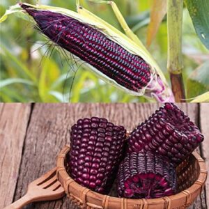 150+6Mix Corn Seeds for Planting Vegetables and Fruits,Glass Gem Corn Seeds ,Heirloom Seeds Non GMO Organic Garden Seeds