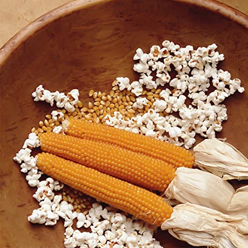 150+6Mix Corn Seeds for Planting Vegetables and Fruits,Glass Gem Corn Seeds ,Heirloom Seeds Non GMO Organic Garden Seeds