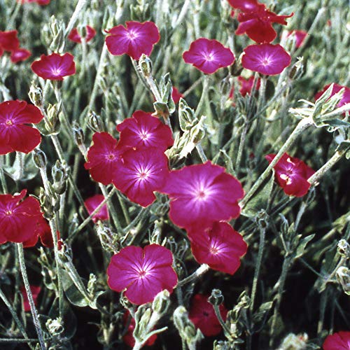 Outsidepride Perennial Lychnis Coronaria Rose Campion Garden Flowers - 5000 Seeds