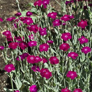 Outsidepride Perennial Lychnis Coronaria Rose Campion Garden Flowers - 5000 Seeds