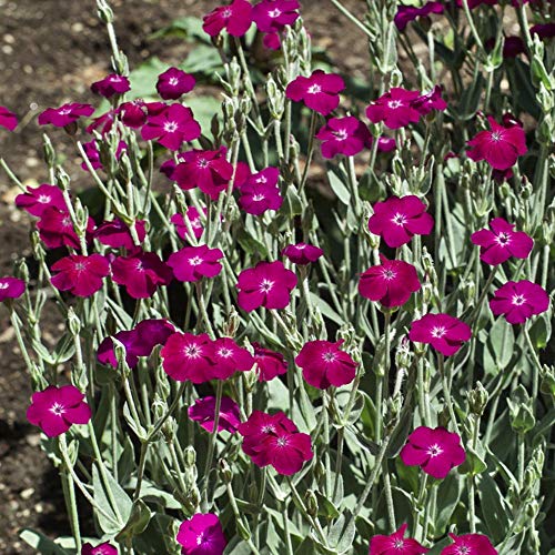 Outsidepride Perennial Lychnis Coronaria Rose Campion Garden Flowers - 5000 Seeds