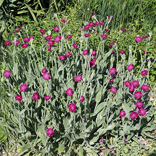 Outsidepride Perennial Lychnis Coronaria Rose Campion Garden Flowers - 5000 Seeds