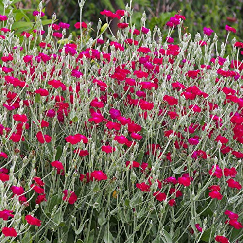 Outsidepride Perennial Lychnis Coronaria Rose Campion Garden Flowers - 5000 Seeds