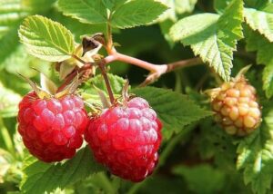 hydroponic heirloom raspberry seeds for indoor garden planting | 300 seeds packet | raspberry seeds for planting