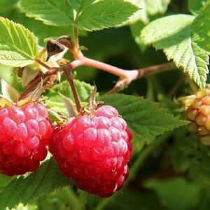 Hydroponic Heirloom Raspberry Seeds for Indoor Garden Planting | 300 Seeds Packet | Raspberry Seeds for Planting