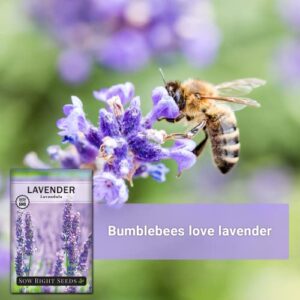 Sow Right Seeds - Lavender Seeds for Planting; Non-GMO Heirloom Seeds with Instructions to Plant and Grow a Beautiful Indoor or Outdoor herb Garden; Great Gardening Gift (4)